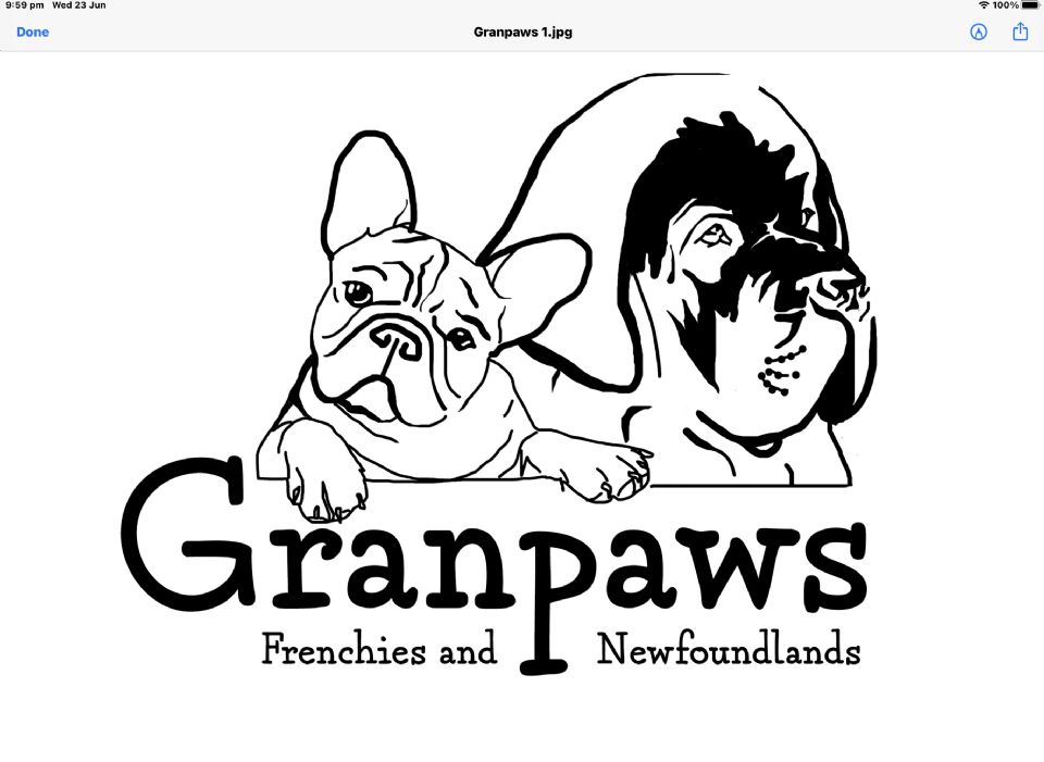GRANPAWS NEWFOUNDLANDS AND FRENCH BULLDOGS